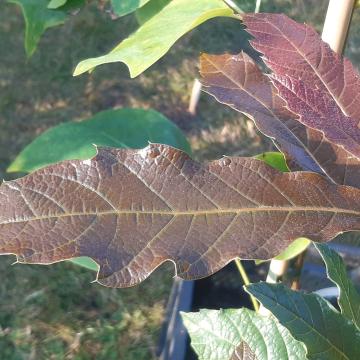 Quercus rhysophylla 'Maya'