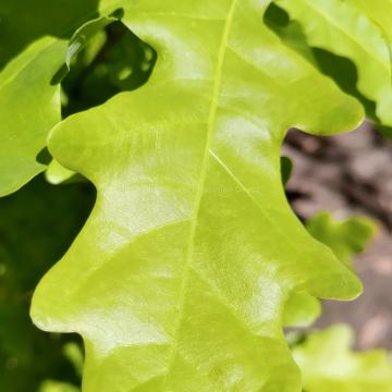 Quercus robur 'Rita's Gold'