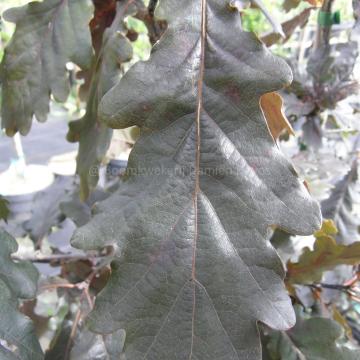 Quercus robur 'Timuki'