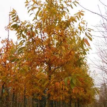 Quercus serrata (= Q. glandulifera)