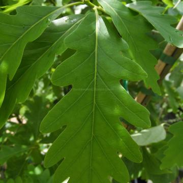Quercus saulii 'Montalba'