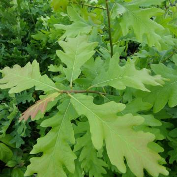 Quercus sargentii 'Thomas'