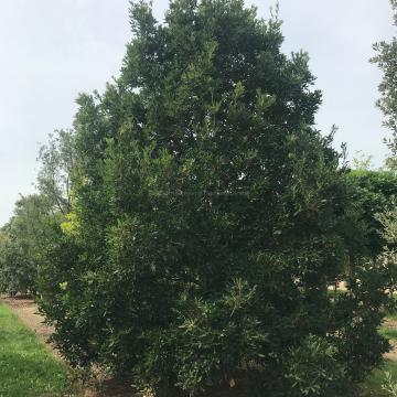 Quercus turneri 'Pseudoturneri' (x)