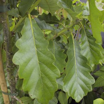 Quercus vilmoriniana 'A. De Vilmorin' (x)