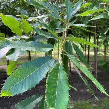 Quercus variabilis