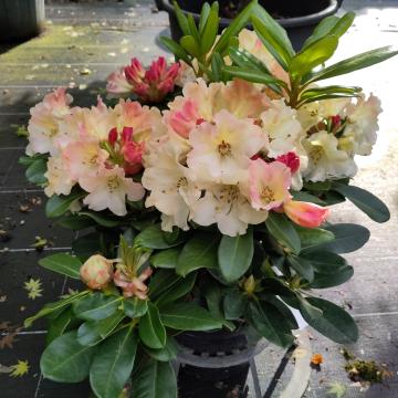 Rhododendron 'Horizon Monarch'