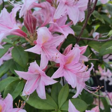 Rhododendron 'Heureuse Surprise'