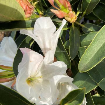 Rhododendron 'Mrs AT de la Mare'
