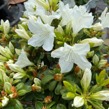 Rhododendron 'Pleasant White' (AZ)
