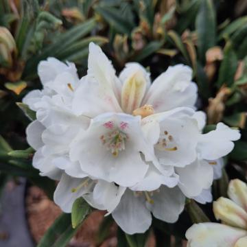 Rhododendron roxieanum var oreonastes
