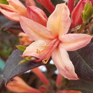 Rhododendron 'Sweet Smelling Salmon' (AZ)