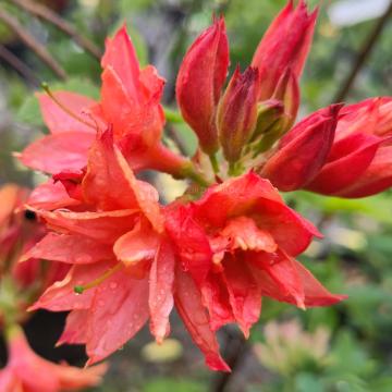 Rhododendron 'Venicourt Troubadour' (Azalea knahill)