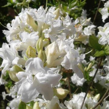 Rhododendron 'Whitethroat' (Mollis Azalea)