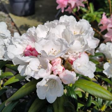 Rhododendron yakushimanum