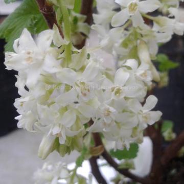 Ribes sanguineum 'White Icicle'