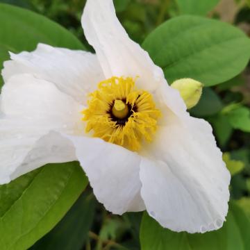 Romneya coulteri