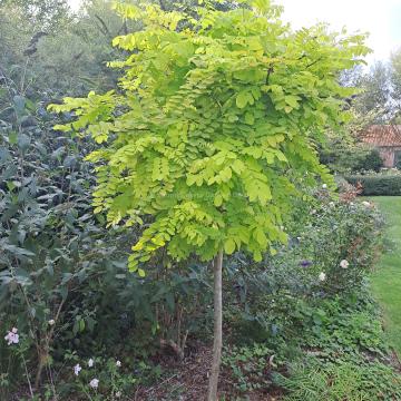 Robinia pseudoacacia 'Frisia'