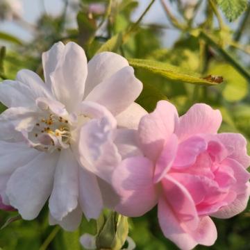 Rosa 'Paul's Himalayan Musk'