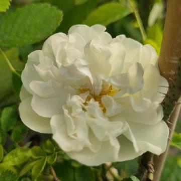 Rosa 'Paula Vapelle'