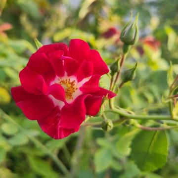 Rosa 'Rambling Rosie' 