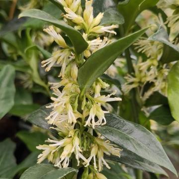 Sarcococca confusa