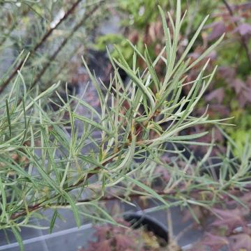 Salix elaeagnos 'Angustifolia' (S. rosmarinifolia)