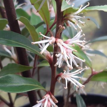 Sarcococca hookeriana 'Purple Stem'