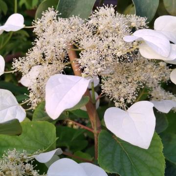 Schizophragma hydrangeoides 'Moonlight'