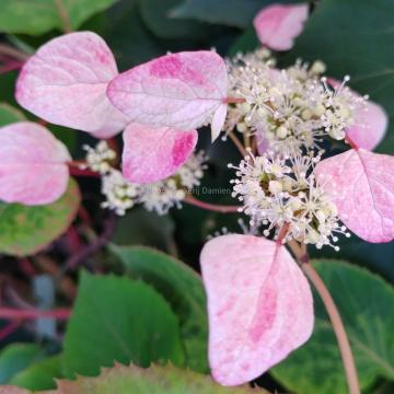 Schizophragma hydrangeoides 'Rose Sensation'