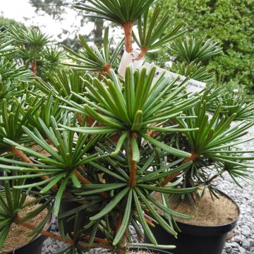 Sciadopitys verticillata 'Sternschnuppe'