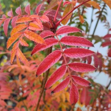 Sorbus americana 'Autumn Spire' ® (='Flanrock')