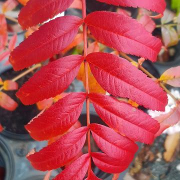 Sorbus 'Dodong'