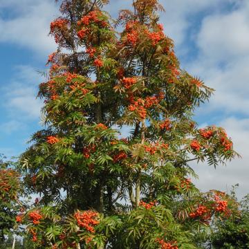 Sorbus randaiensis