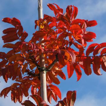 Sorbus sargentiana