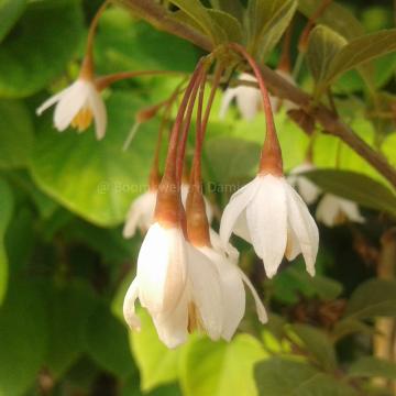 Styrax japonicus 'Evening Light' ®