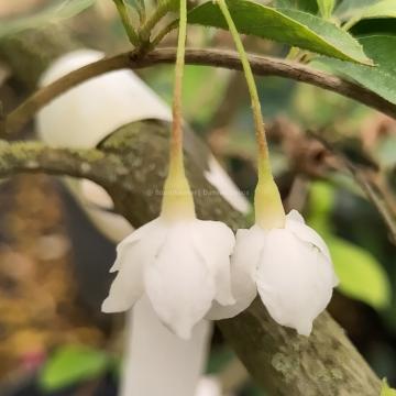 Styrax japonicus 'Fragrant Fountain'