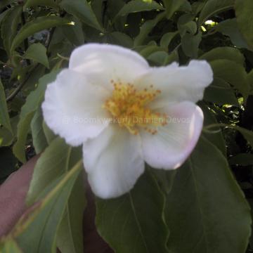 Stewartia monadelpha