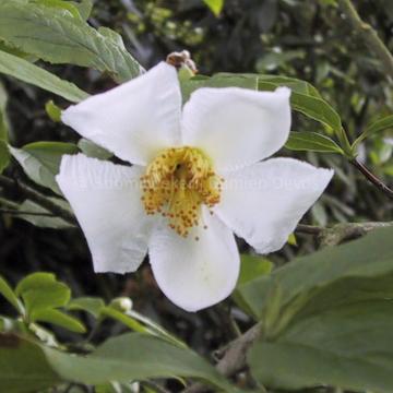 Stewartia pseudocamellia