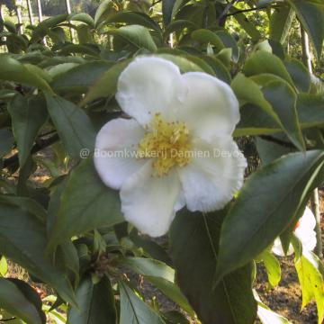 Stewartia rostrata