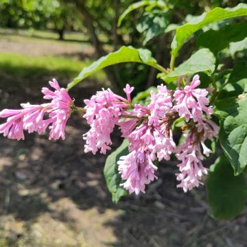 Syringa julianae (Bultinck)