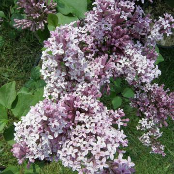 Syringa meyeri 'Palibin'