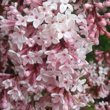 Syringa microphylla 'Superba'