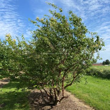 Syringa pekinensis 'China Snow'