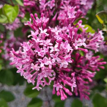 Syringa 'Red Pixie'