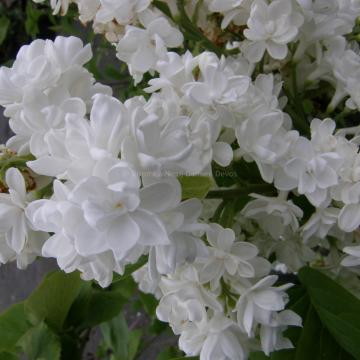 Syringa vulgaris 'Mme Lemoine'