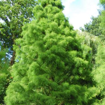 Taxodium distichum 'Nutans'