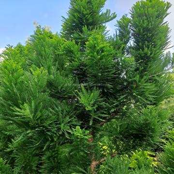 Taxodium distichum 'Pevé Minaret'