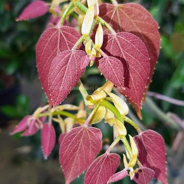 Tilia endochrysea