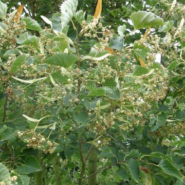 Tilia henryana 'Arnold's Select'