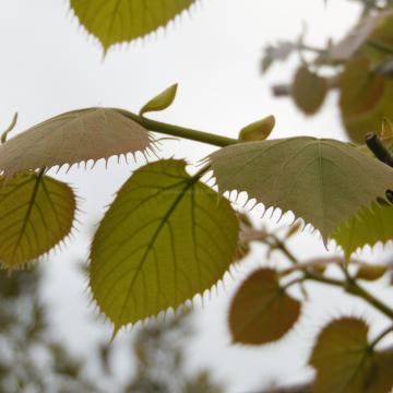 Tilia henryana